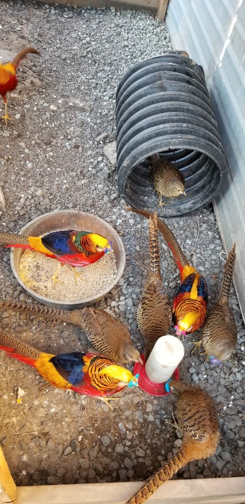 6 READY NOW Golden Pheasant Hatching Eggs