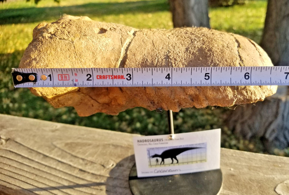 Nice Hadrosaurus Calcaneum Fossil Specimen Cretaceous Hell Crk MT Recent Dig