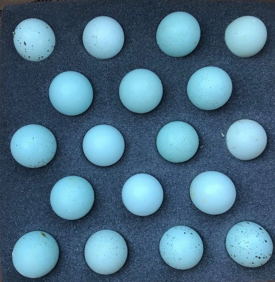 30 Celadon Blue Coturnix Quail Hatching Eggs - 100% BLUE