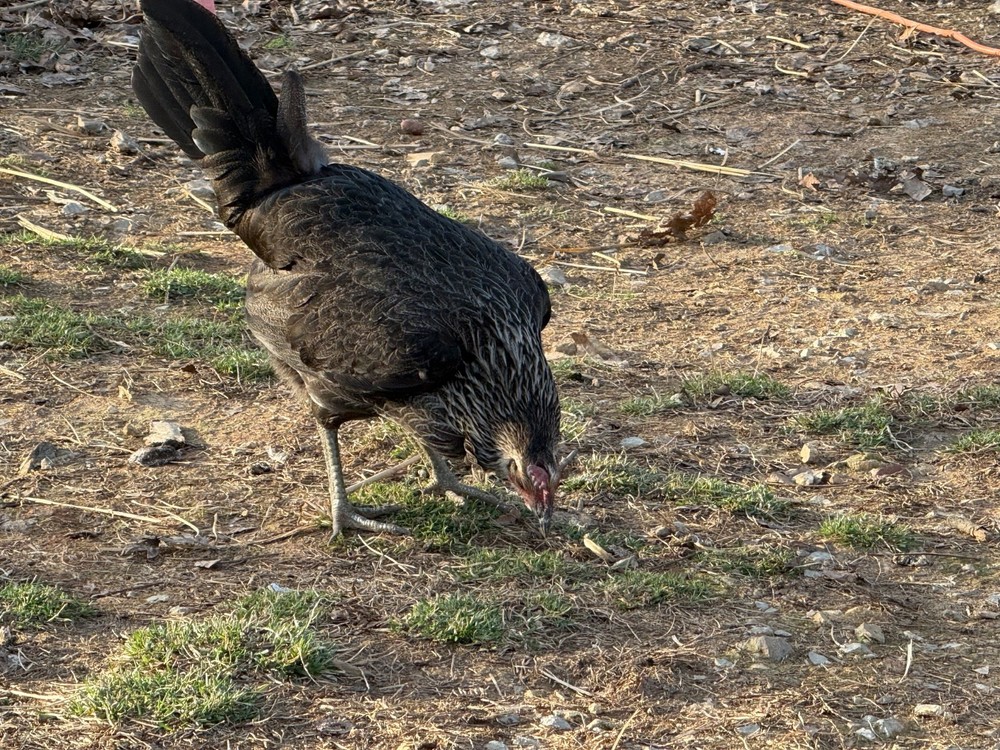 10+ Pure Harold Brown Grey Chicken Eggs