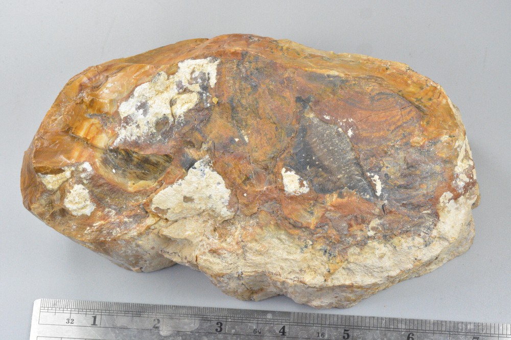 Petrified Wood Round, Saddle Mountain, Washington