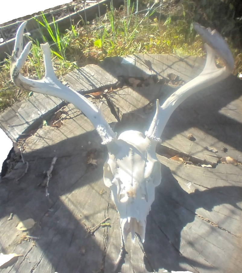 Mule Deer Skull Decor Man Cave Buck MULE DEER