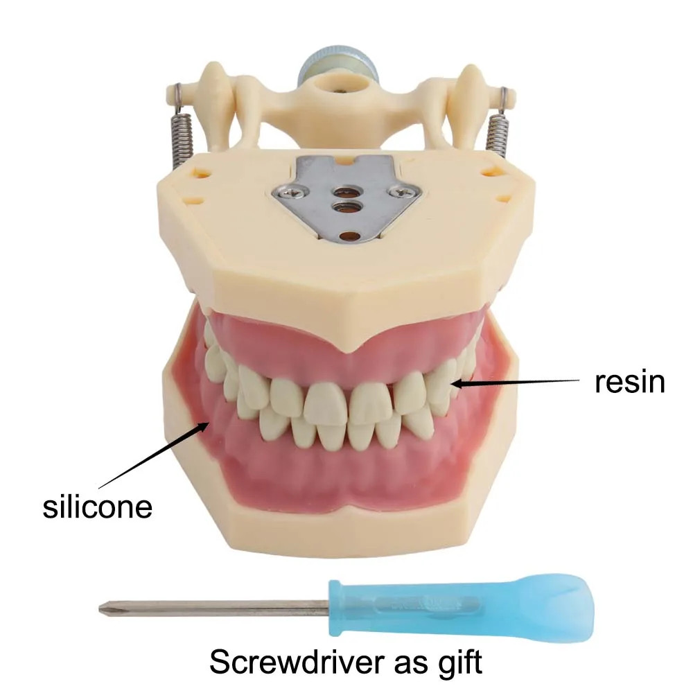 32 Teeth Model for Technician Practice Training Typodont Standard Dental Model