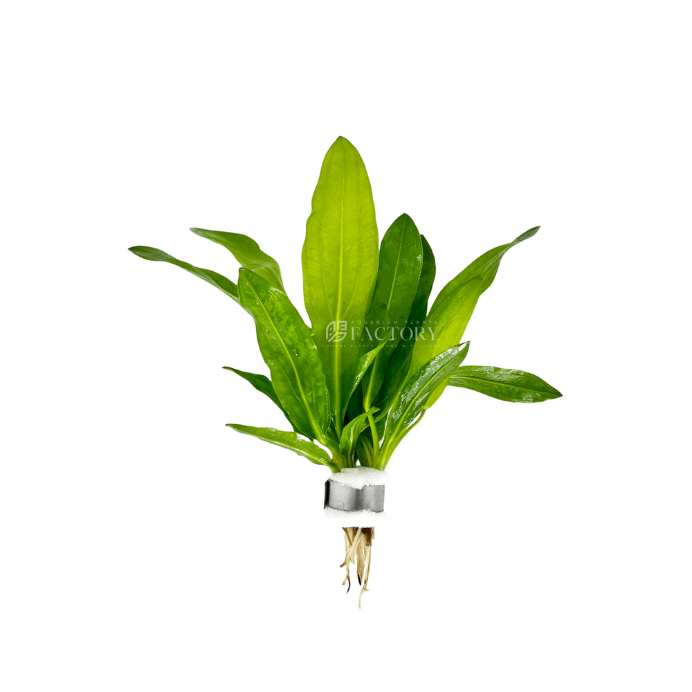 Echinodorus Martii | Aquarium Plants Factory®