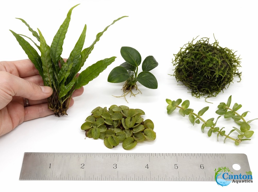 Betta Fish Plant Bundle 5 Live Plants Low Light Aquarium Kit Java Fern