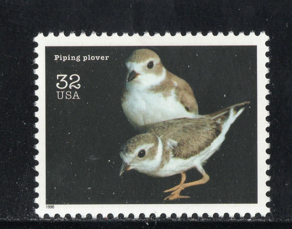 3105n * PIPING PLOVER *  U.S. Postage Stamp  MNH