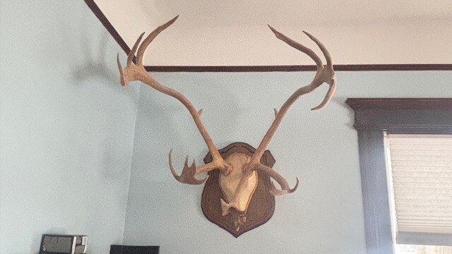 Alaska reindeer antlers mount