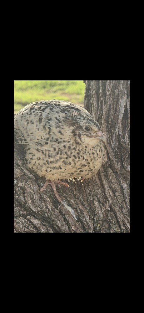 14+ Assorted Rare/Celadon Blue Mix Coturnix Quail Hatching Eggs