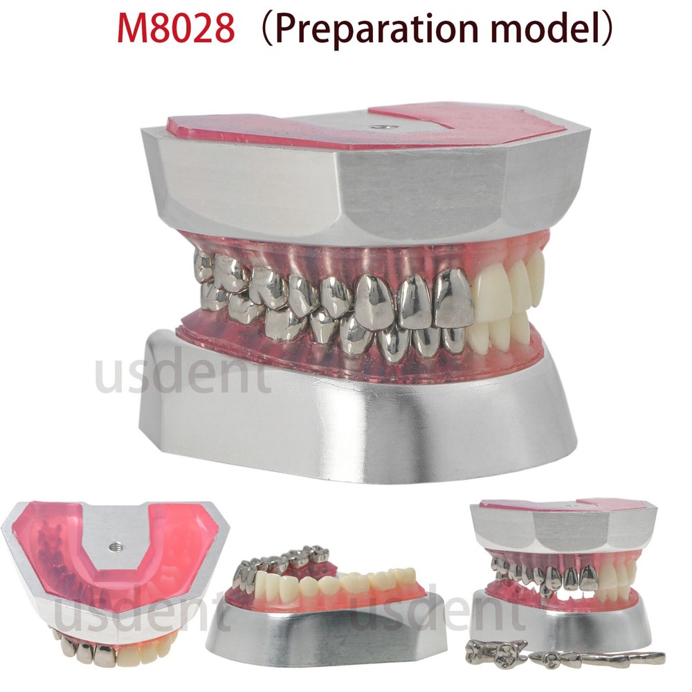 Dental Teeth Model With Restoration Learning and Teaching Demonstrate M6004