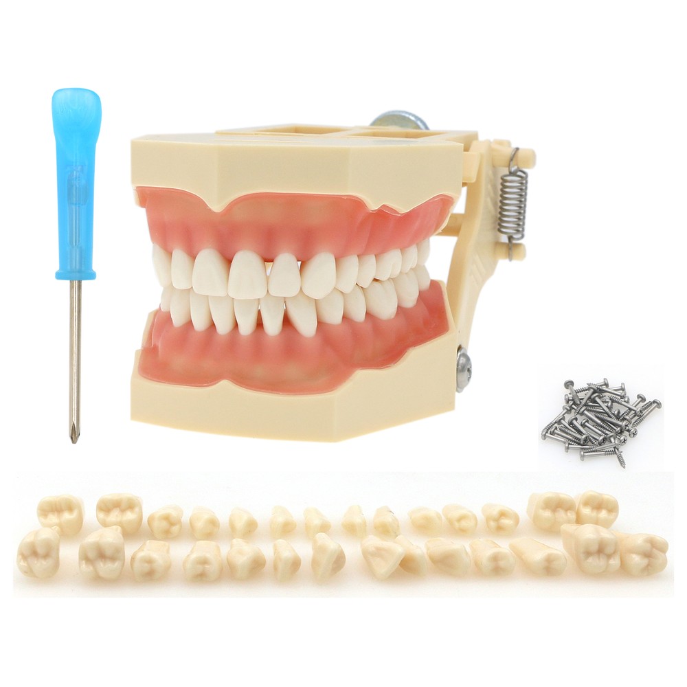 Frasaco AG3 Compatible Typodont 32 Type Screw-In Teeth & Restorative Simulation