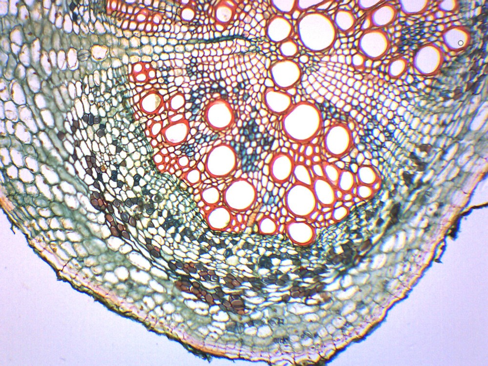 Legume Root Nodule - Prepared Microscope Slide - 75x25mm - Eisco Labs