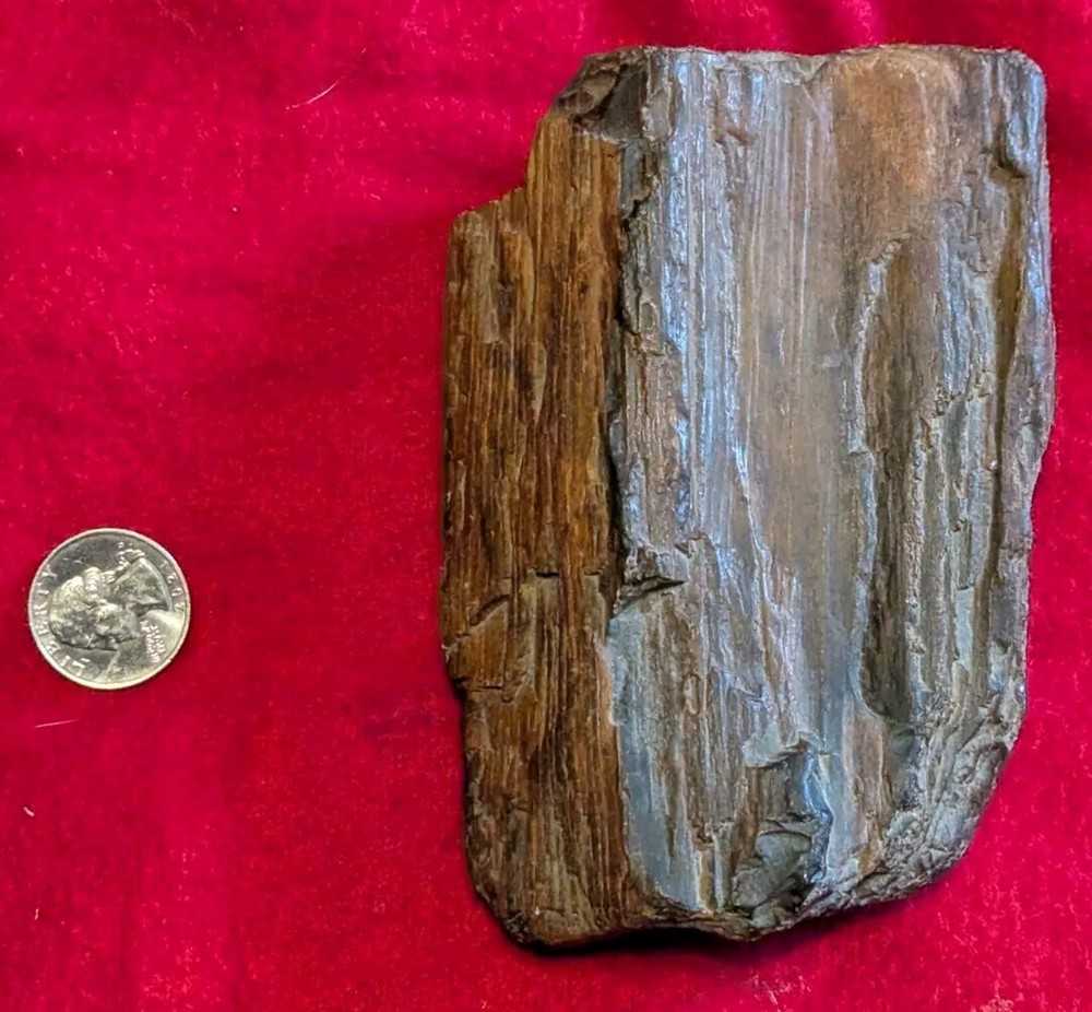 2 Lb Petrified Wood