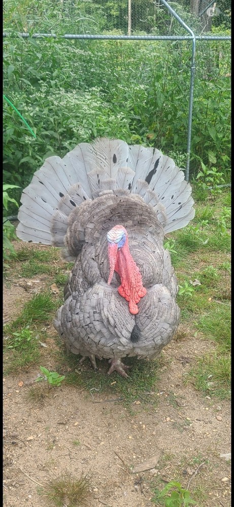 Turkey Hatching Eggs Fall Fire Slate Mix Heritage Varieties 6++