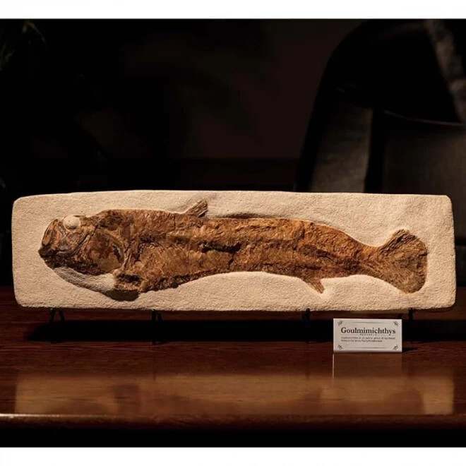 Large ancient fish fossil Gurumimicthys from Morocco