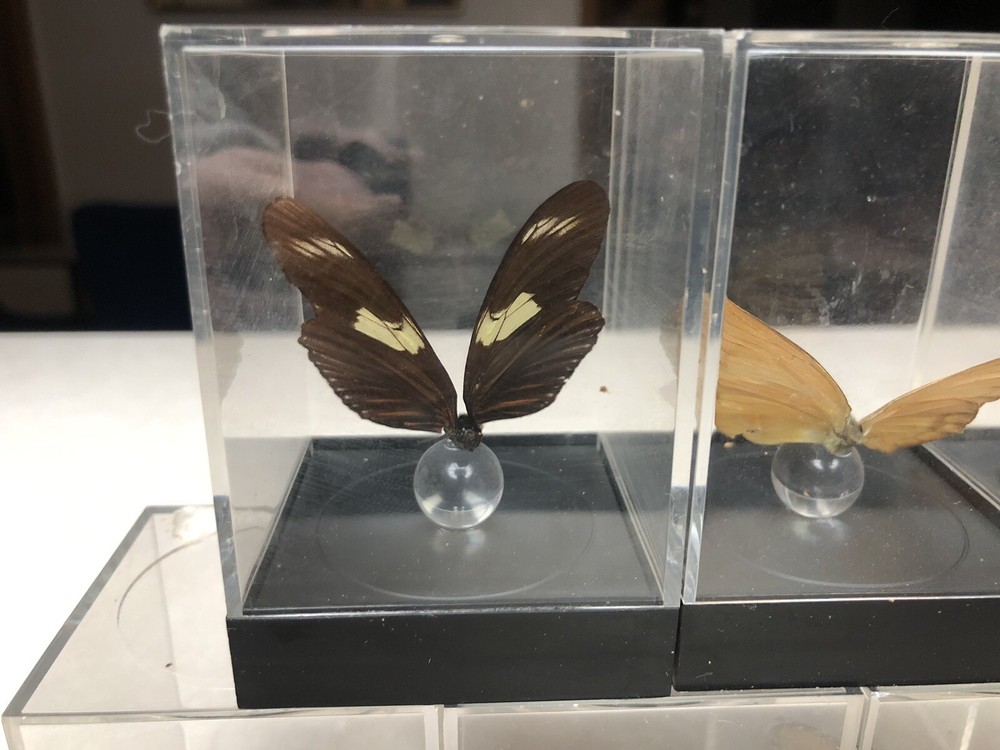 7 Mounted Butterfly Specimens In Acrylic Cases