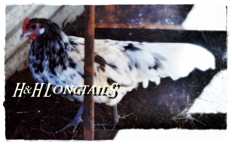 6+ Assorted color Phoenix longtail Chicken hatching eggs L@@K!