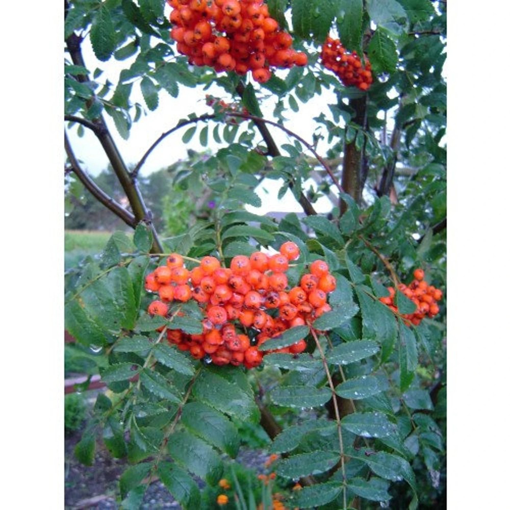 American Mountain Ash Tree - Bare Root, 2-3 ft | Sorbus americana