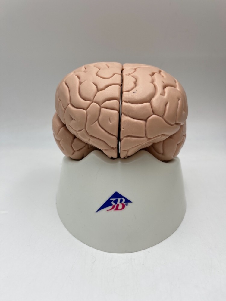 3B Scientific C16 Human Brain Anatomical Model