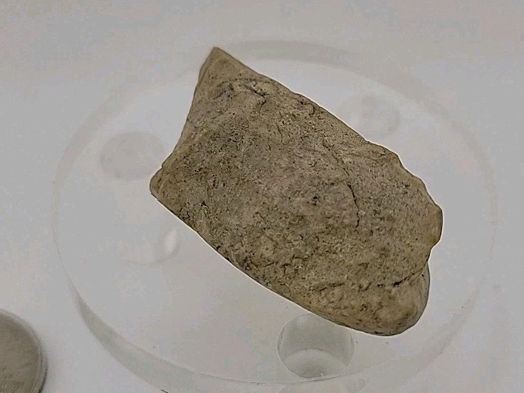 Fossil Dinosaur Permineralized Tooth T-rex 🦖