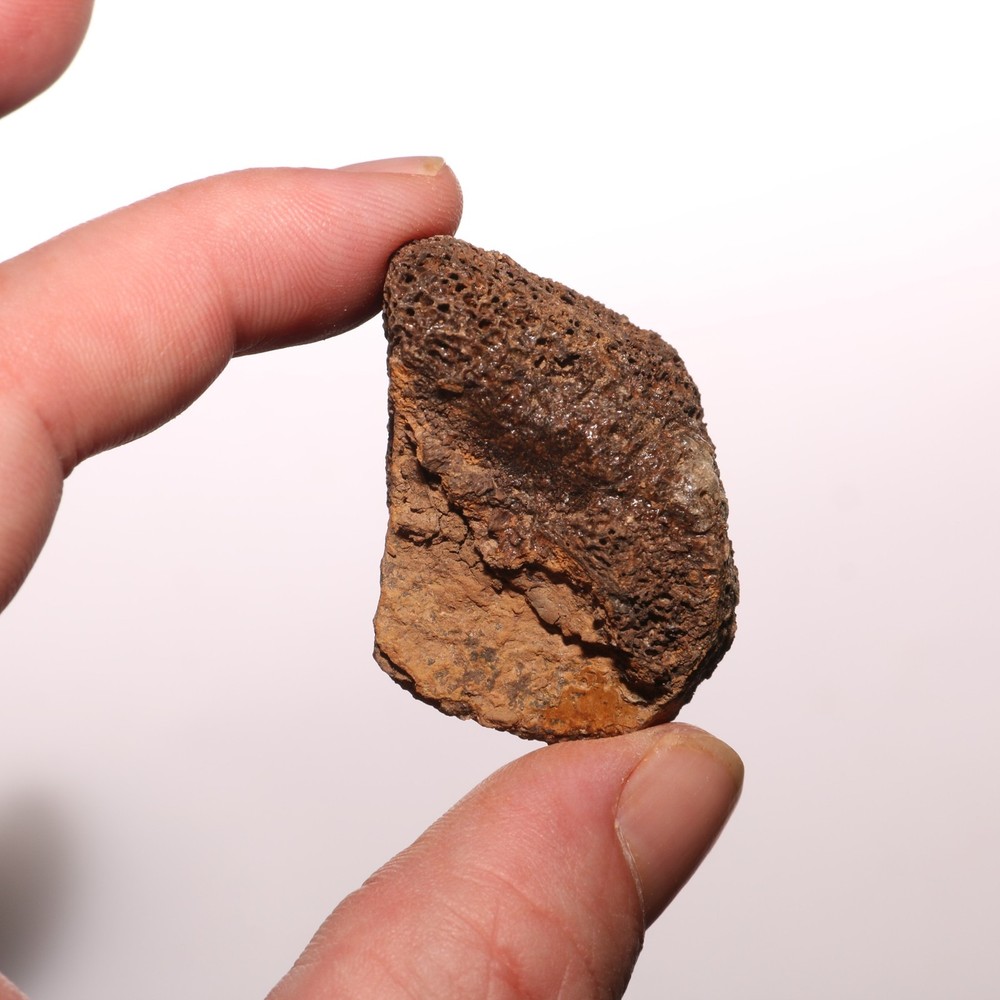 Dinosaur Bone All Marrow - Authentic Fossil Hell Creek Formation Cretaceous