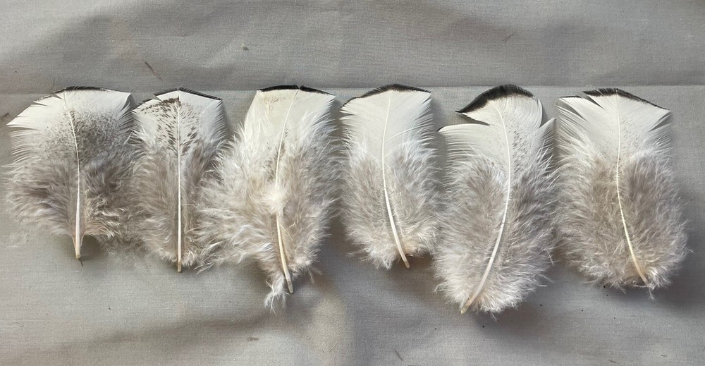 1 oz Royal Palm Turkey Breast Feathers