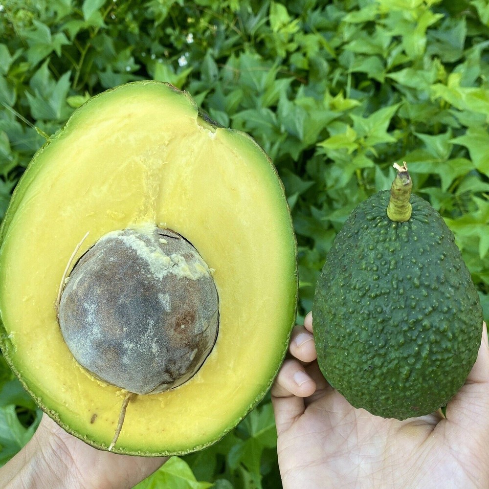 GRAFTED Marcus Pumpkin Avocado Tree – Live Tropical Fruit Tree – Rare Variety