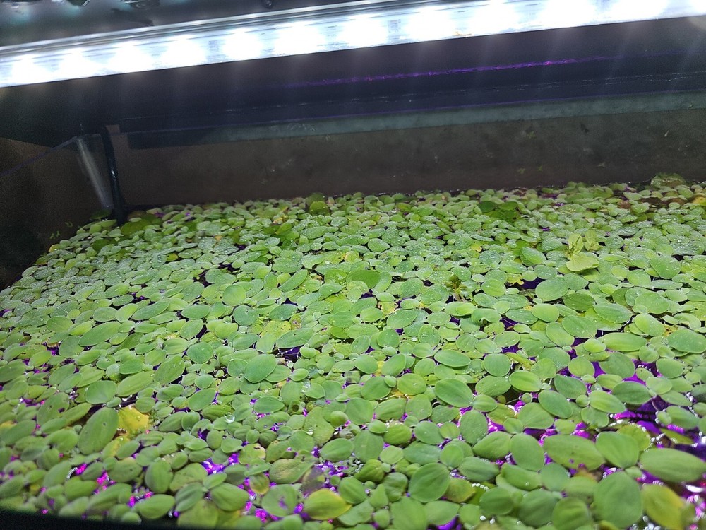 Freshwater Top Cover Large And Small