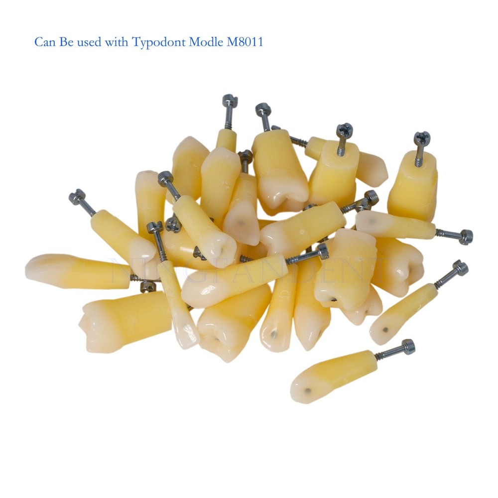 Dental 28Pcs Teeth Kilgore Nissin 200,Caries Root Canal Practice Replace Teeth