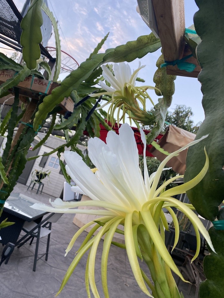 8 Inches ￼ Unknown White Dragon Fruit Cutting Self Fertile