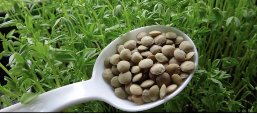 Organic Lentils Seeds (100 seeds)