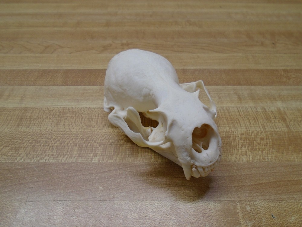 Real Bone North American River Otter Skull