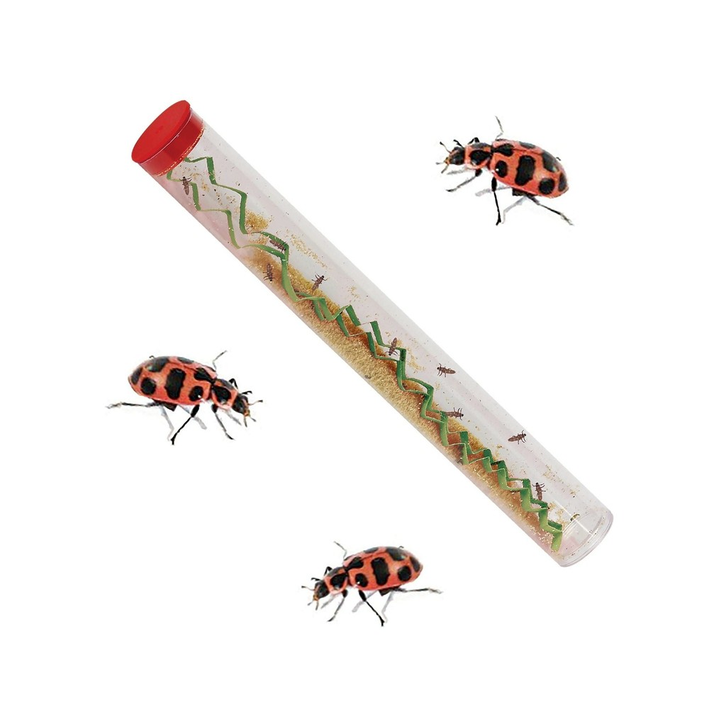 Insect Lore Tube Ladybug Larvae 4 OZ Quick Guide Helpful Ladybug Raising Tips