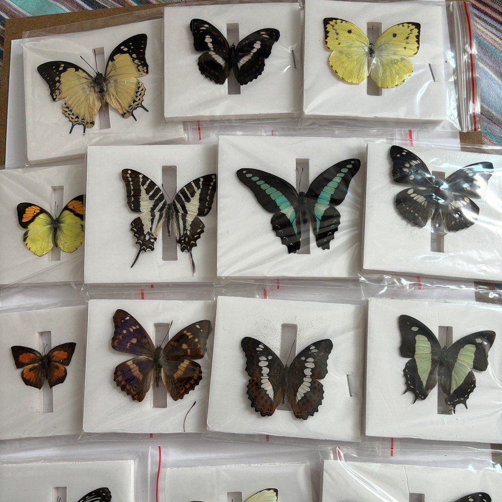 13 Assorted Unique Butterfly Specimens 3-10cm Wingspan Spread Wing