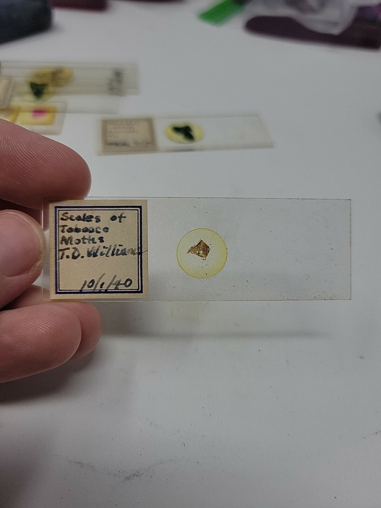 Vintage Microscope Slide 1940