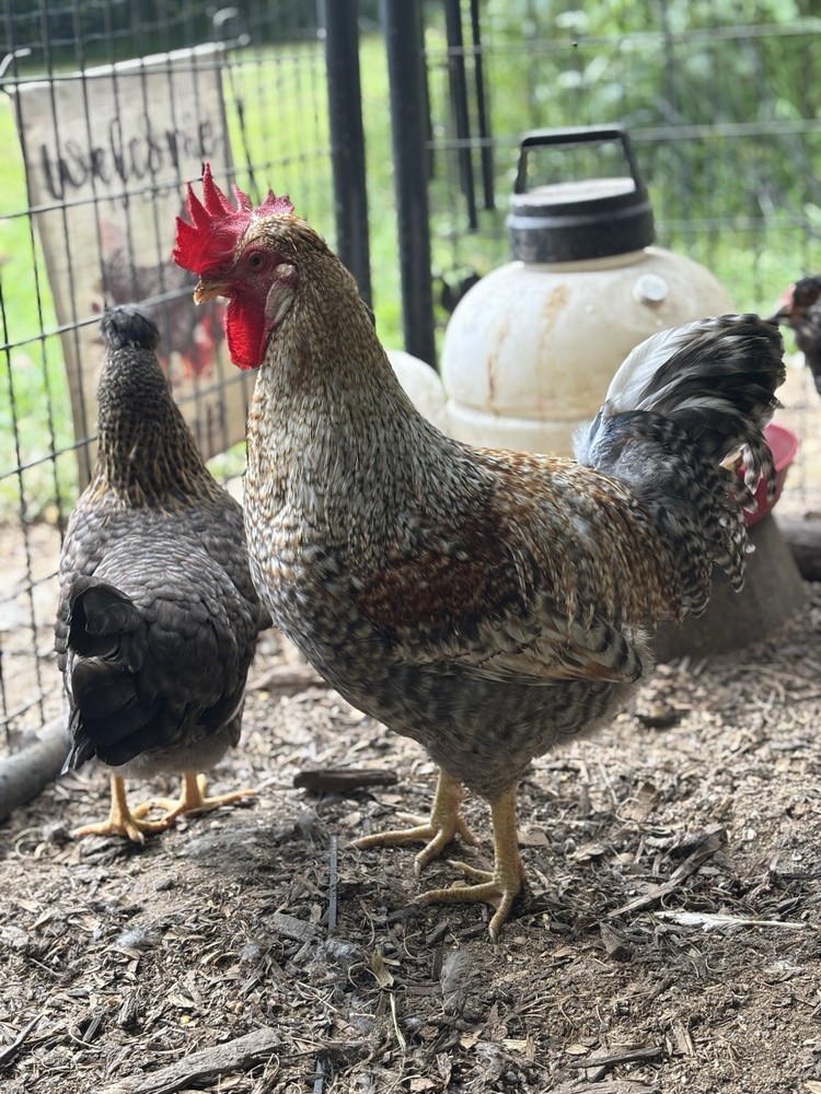 A++++ (10 ) Cream Legbar Fertilized Hatching Eggs!!