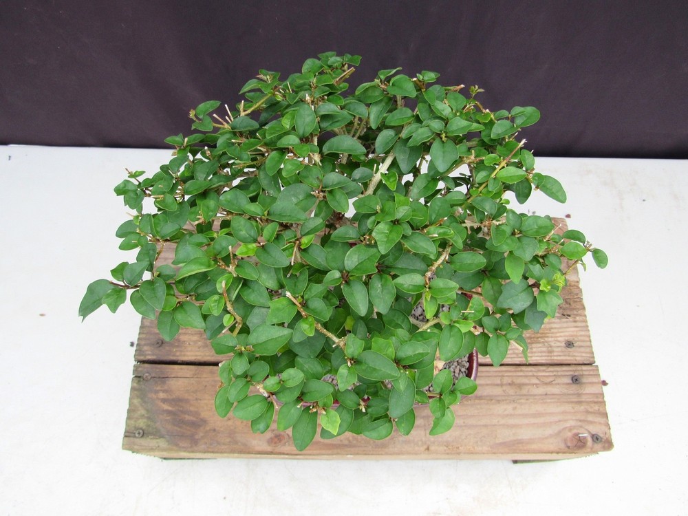 Large Flowering Parrot Beak Bonsai Tree