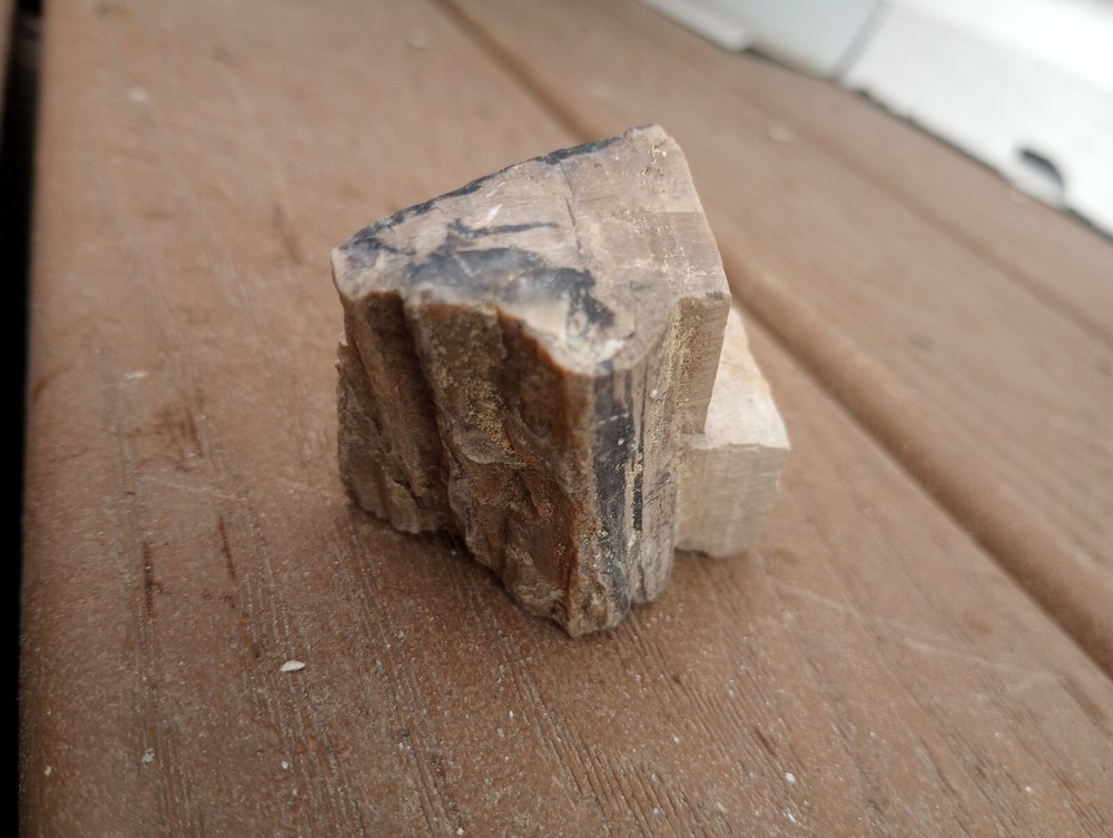 petrified wood