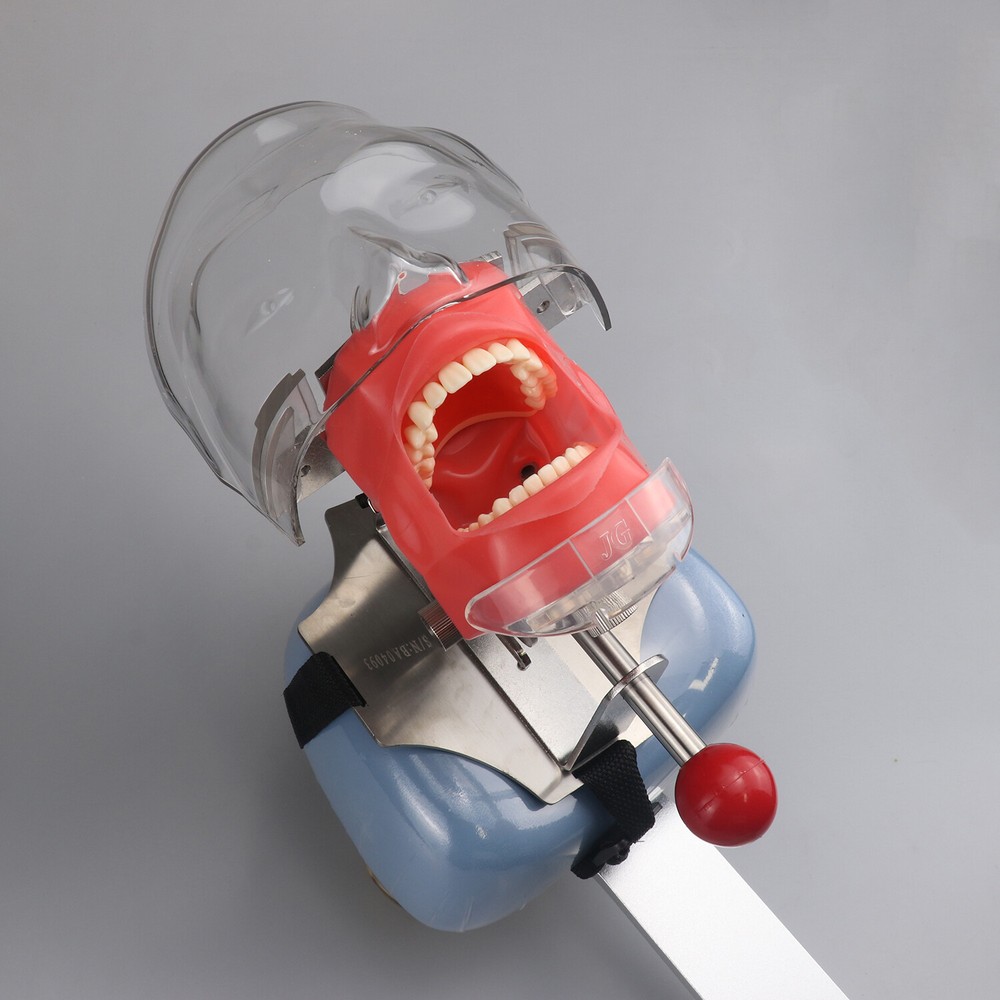 Dental Simulator Mannequin Head Teeth Model Bench-Mounted for Dental Training