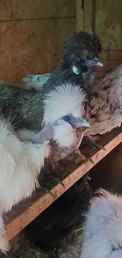 Silkie Chicken Hatching Eggs NPIP Certified ( 1 Dozen)