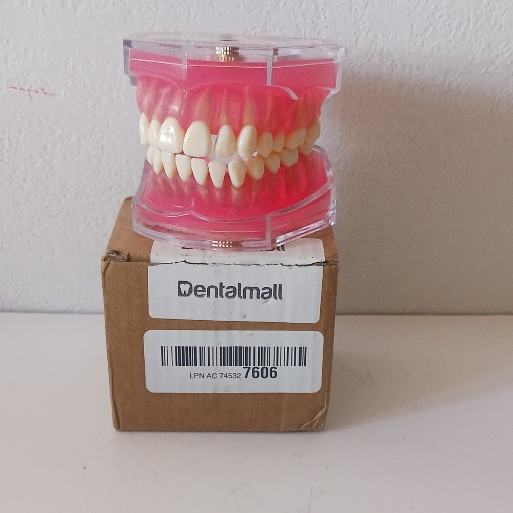 Dental Demonstration Teeth Model - Standard Study Teaching Model