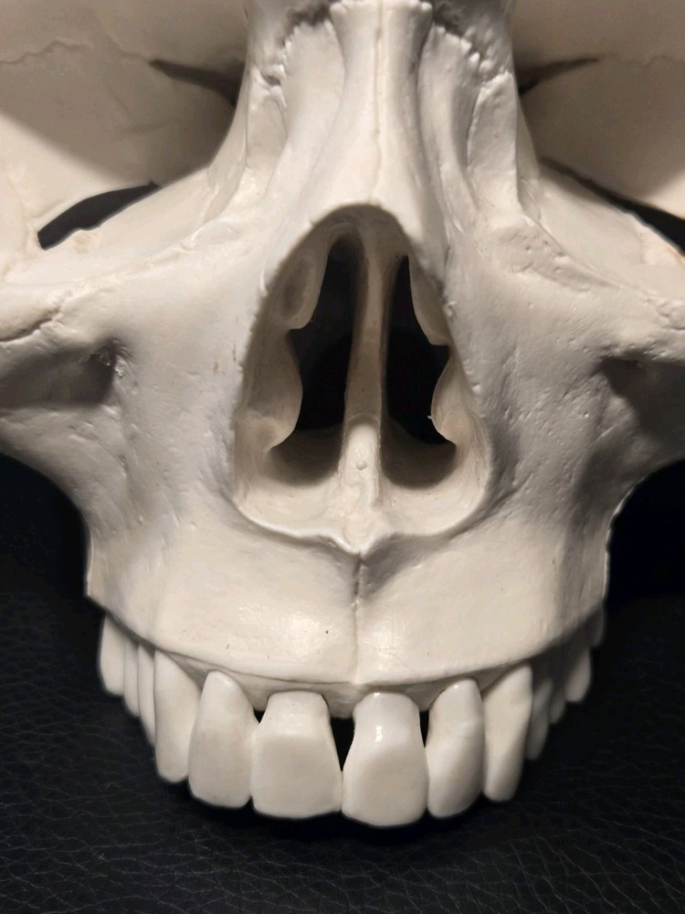 Realistic Anatomical Human Skull Model
