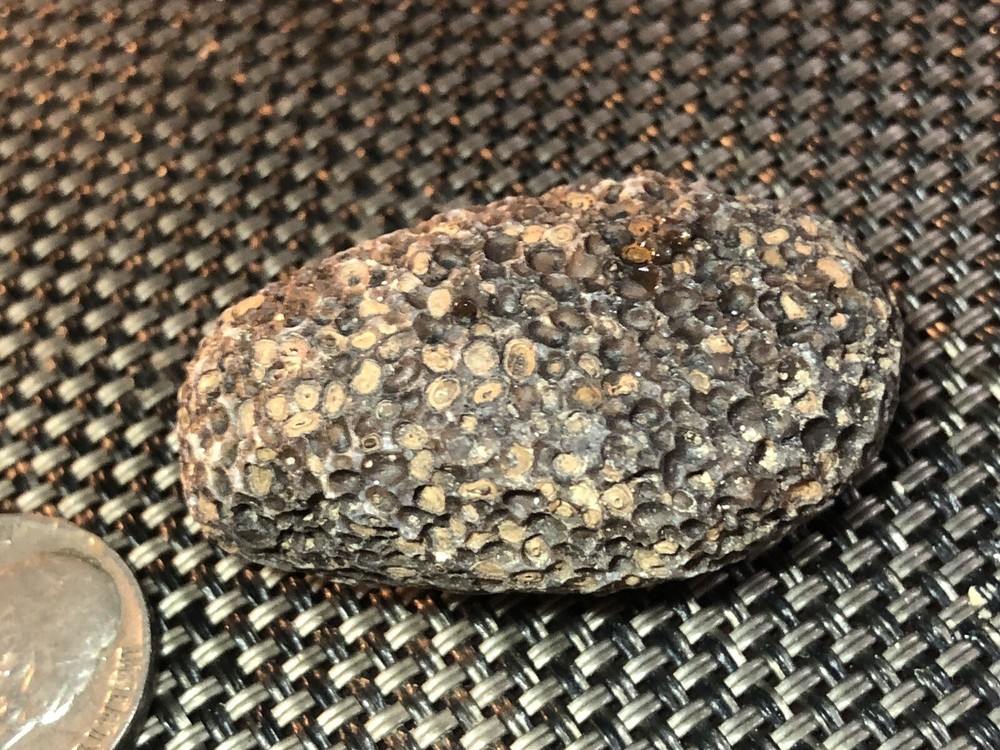 fossil fish eggs?