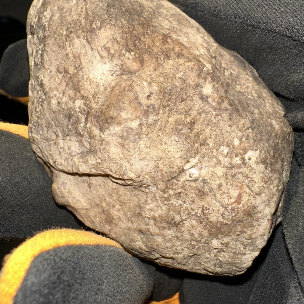 Fossil From Minnesota Emblem Rock Natural Stone