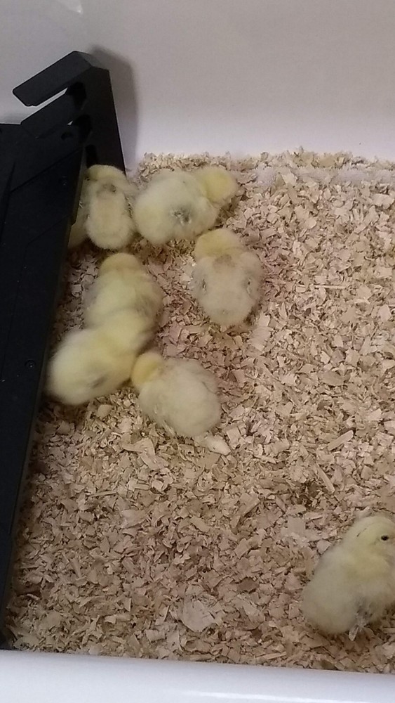 Salmon Faverolles 5+ Hatching Eggs