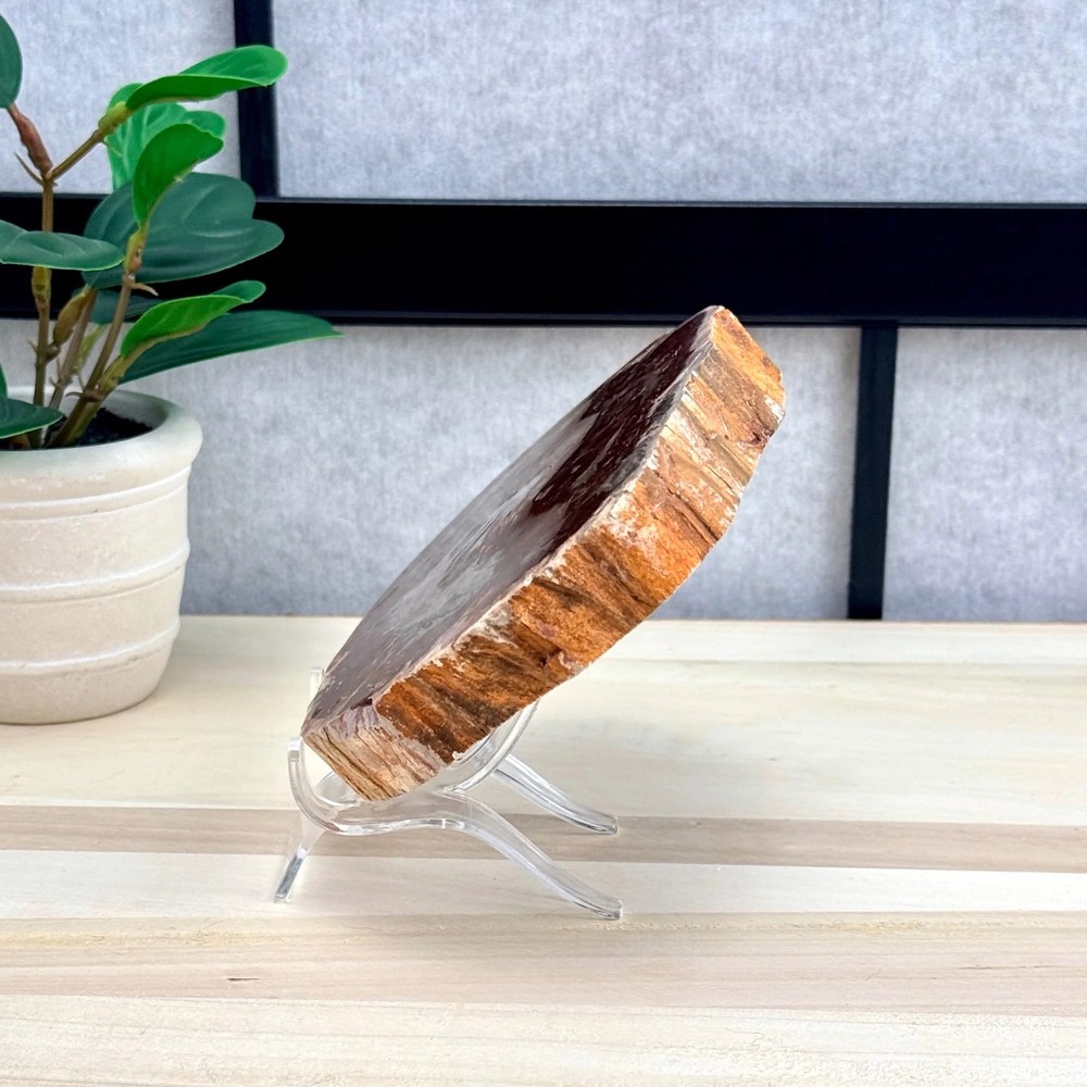 Petrified Wood Slab B