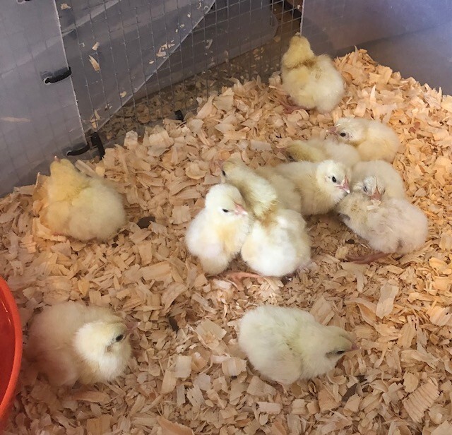 12+ White American Bresse Hatching Eggs