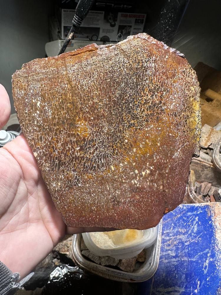 Dinosaur bone rough **hxtled slab.