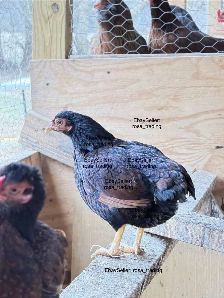 Dark Cornish Bantam Hatching Eggs 10 Pcs