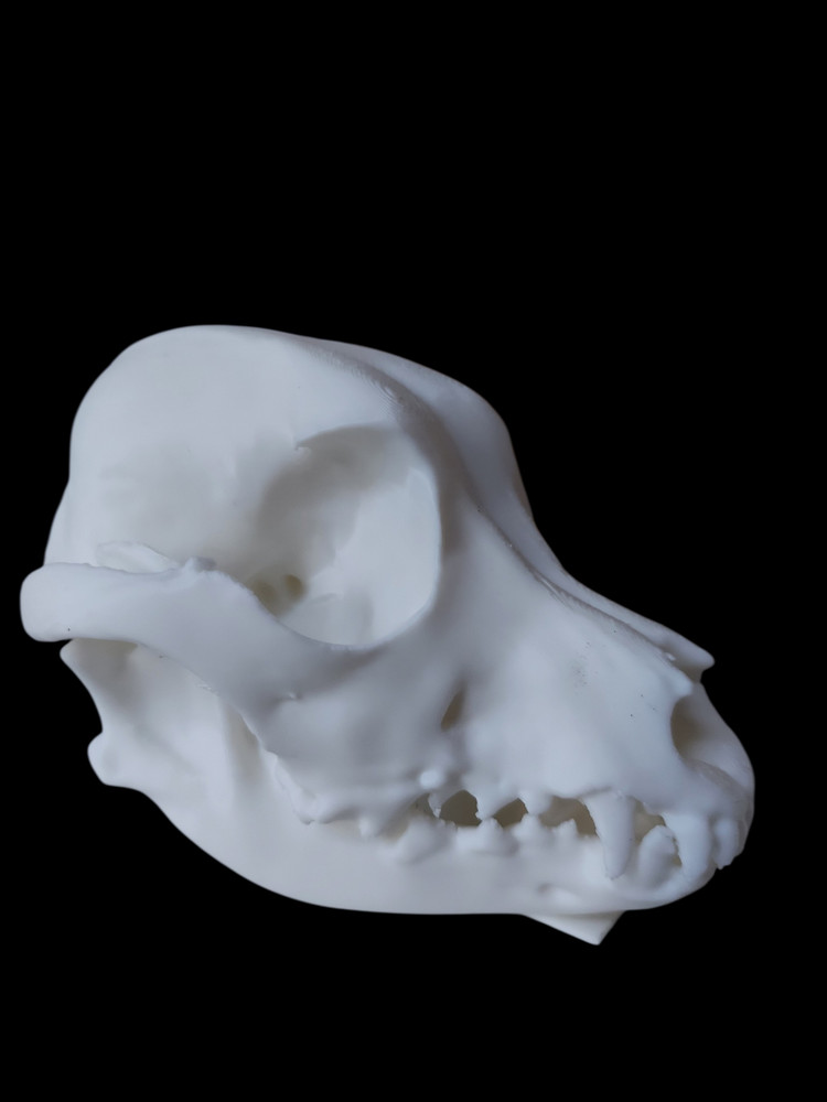 Life Size Replica Dog Skull - 3D Printed Realistic Replica, Gothic Decor