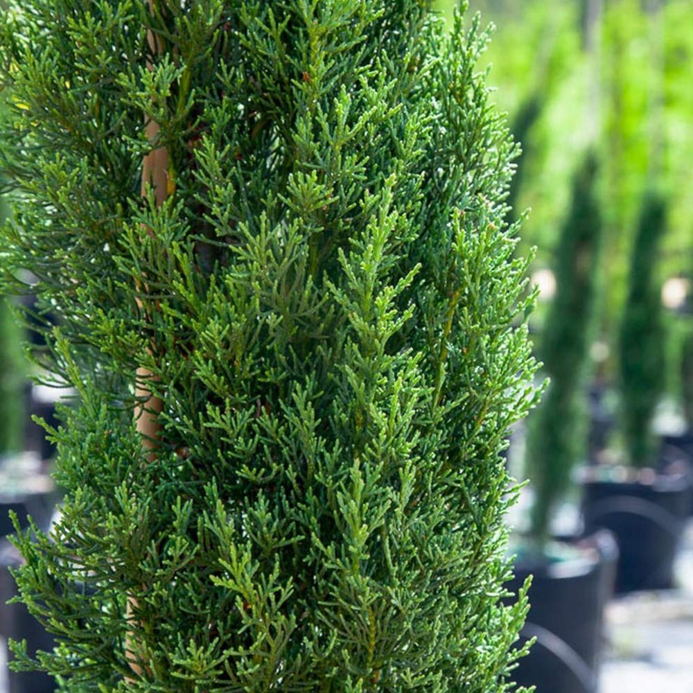 Italian Cypress 3-4' 3-4'